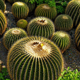 Grupo de biznagas burra Echinocactus platyacanthus de forma esférica con espinas amarillas densas creciendo en suelo pedregoso y vegetación baja