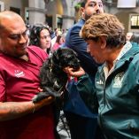 Edomex prohíbe la venta de perros y gatos