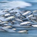 Un estudio reveló que salmones expuestos a cocaína nadan más y recorren mayores distancias.