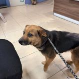 El incidente se remonta al 15 de enero en el fraccionamiento Colinas de Plata, donde habitantes de la zona denunciaron el estado crítico en el que se encontraba una perrita.