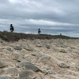 En las primeras horas del pasado domingo 19 de abril, se observaron las primeras hembras anidando en el sitio.