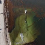 Vista aérea de sargazo acumulado en la costa de Quintana Roo, con manchas marrones en el mar y playa parcialmente cubierta por la macroalga.