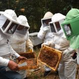 Más de 40% de los polinizadores invertebrados, incluidas abejas nativas y manejadas, se encuentran amenazados