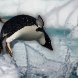 ¿Cómo viven los pingüinos? Hábitos de pareja, reproducción y supervivencia en condiciones extremas