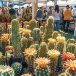 Festival de Cactáceas en San Ángel 2026