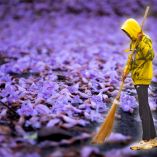 ¿Cómo quitar las flores de jacaranda sin arruinar tu banqueta?
