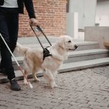 Razas más comunes de perro guía y por qué