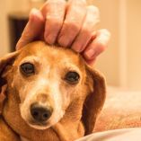 Cerebro de los perros se redujo a la mitad: ¿perdió inteligencia tu mascota al ser domesticada?