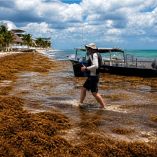 Playa de Quintana Roo cubierta por sargazo, con una embarcación en la orilla y un hombre caminando entre la macroalga.
