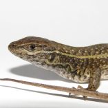 Ejemplar de la especie Stenocercus aguilari con cuerpo alargado y escamas marrones, fotografiado de perfil sobre fondo claro.