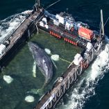 Ballena jorobada Timmy dentro de una barcaza de rescate en aguas de Alemania, rodeada por estructuras flotantes durante su traslado al mar del Norte