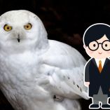 Butterbeer Season en CDMX: evento con bebida icónica de Harry Potter