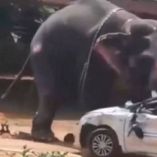 El elefante comenzó a embestir vehículos poco después de llegar al templo en Angamaly.
