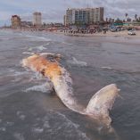 La ballena fue localizada el lunes por la mañana en las inmediaciones del muelle de Playas de Rosarito en Baja California.