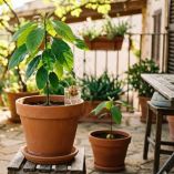 Cómo cultivar aguacate en una maceta