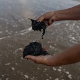 Ante esta situación, Oceana México exigió al Gobierno de México que las compensaciones lleguen a quienes realmente las necesitan.