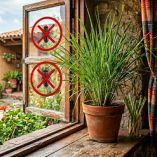 Plantas para ahuyentar a moscas.