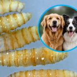 Gusano Barrenador del Ganado también ataca a perritos