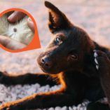¿Cómo quitar las garrapatas a un perro?
