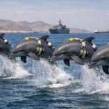La polémica de los delfines kamikazes comenzó tras un reportaje publicado por The Wall Street Journal.