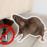 ¡Diles adiós! ¿Cómo eliminar a las ratas sin veneno?