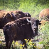 La recuperación del bisonte contribuye a la regeneración de los pastizales, mejora la estructura del suelo y favorece la vegetación nativa