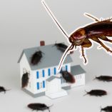 ¿Cómo encontrar un nido de cucarachas en casa?