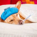 Síntomas de fiebre en perros