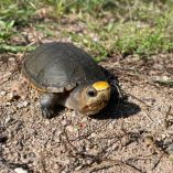 Profepa protección Tortuga Casquito de Vallarta