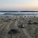 La Golfina es la tortuga marina más pequeña y abundante del mundo; en nuestro país está catalogada como “En Peligro de Extinción”.