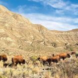 Ejemplares de bisonte americano en Coahuila.