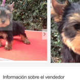 CDMX prohíbe la venta informal de mascotas en redes y crea el Registro de Maltratadores
