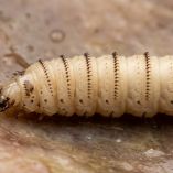Gusano barrenador: estas fotos te ayudarán a identificar la larva en CDMX