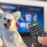 Películas protagonizadas por perritos que no te puedes perder