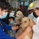 Los animales fueron trasladados al hospital veterinario de la Ciudad de México para recibir atención médica,