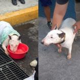 En la CDMX el maltrato animal se castiga con penas de seis meses a cuatro años de prisión