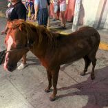 Personal de Protección Civil de Tabasco utilizó un sistema de poleas para rescatar a un potrillo atrapado en una alcantarilla.