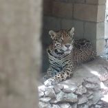 Rescatan 15 ejemplares de fauna silvestre enjaulados en Playa del Carmen