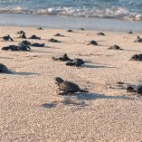 La temporada de llegada masiva de tortugas marinas en el Santuario Morro Ayuta, en la región del Istmo de Tehuantepec, rompió récord este año al superar los datos estadísticos.