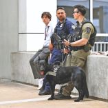 Binomio canino de EU que colabora para la seguridad del Mundial.