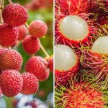 Diferencias entre litchi y rambután
