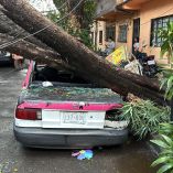 Caen varios árboles y postes
