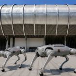 Los perros robot forman parte de una nueva estrategia tecnológica de seguridad que será utilizada en los alrededores del Estadio Monterrey durante la Copa del Mundo 2026.