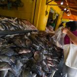 El comportamiento de los contaminantes varió según las características del pescado.