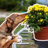 Flores tóxicas para perros