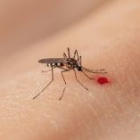 El medicamento común que puede complicar un cuadro de dengue