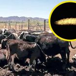Ganado en la frontera Sur de México y, ampliado, un ejemplar de gusano barrenador.