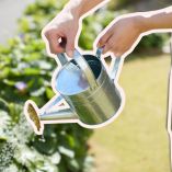 ¿Cada cuánto regar tus plantas en verano?