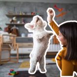 Juegos para tu perro cuando no puedes sacarlo a pasear
