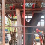 La Profepa aseguró de manera precautoria 19 ejemplares de psitácidos, entre guacamayas y loros en Tabasco